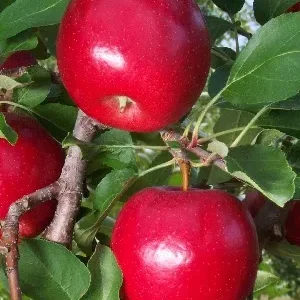 A close up of some red apples on a tree