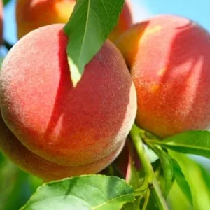 A close up of peaches on the tree