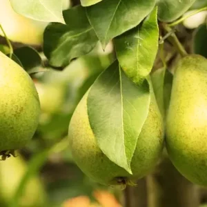 A close up of some pears hanging from a tree