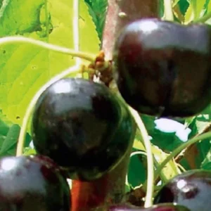 A close up of some black cherries on a tree
