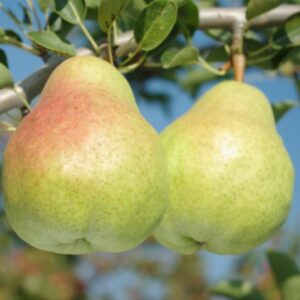 Two pears hanging from a tree in the sun.