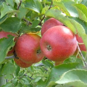 A close up of apples on a tree