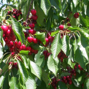 Bright red cherries hanging on a leafy tree branch.