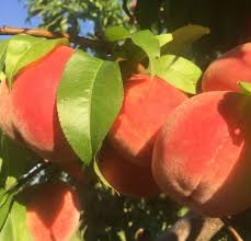 Close-up of ripe peaches hanging on a tree branch with green leaves.