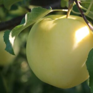 A ripe green apple hanging on a tree branch.