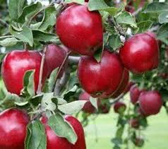 Red apples hanging on a tree branch with green leaves.
