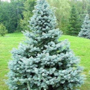 Baby Blue Spruce 4'