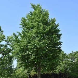 Ginkgo 15g 10'-11'
