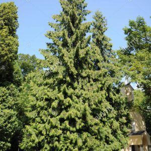 Eastern White Cedar 125cm
