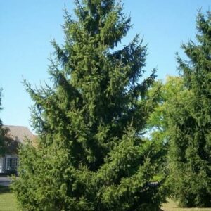 Norway Spruce 5' WB