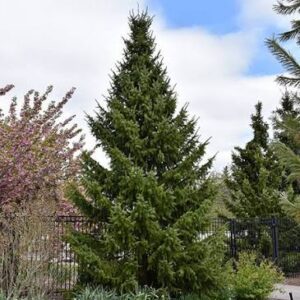 Serbian Spruce 6'