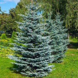 Blue Spruce 5'
