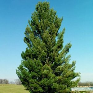 White Pine 5'