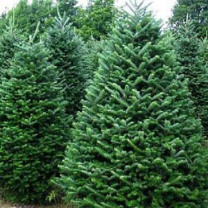 Fraser Fir 5'