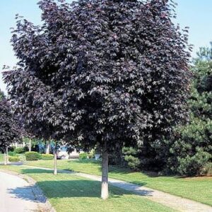 Crimson King Maple