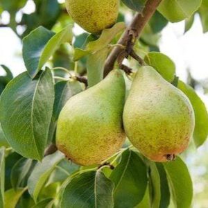 Cold Snap Pear 3'-4' potted