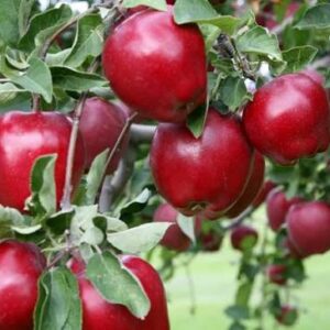 Red Delicious Apple 3'-4'